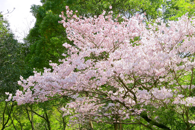 cherry_blossom_beiz.jp_S08168.jpg